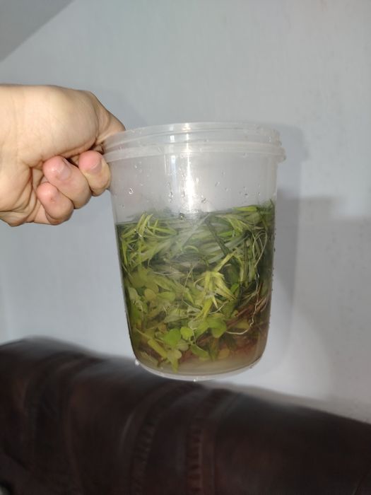 Zestaw 50+szt roślin akwariowych z przycinki.