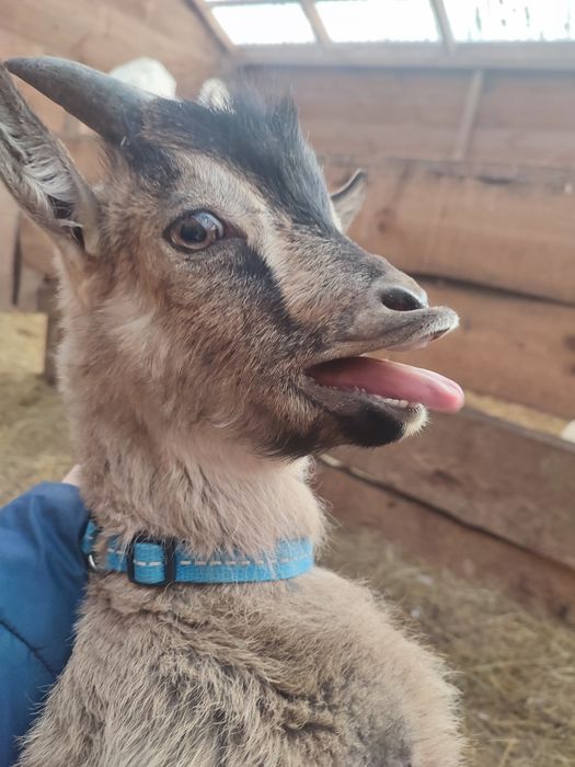 Карликовіі міні кози