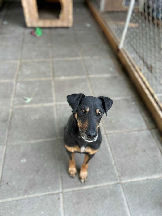 Tymon - psiak w typie teriera szuka domu