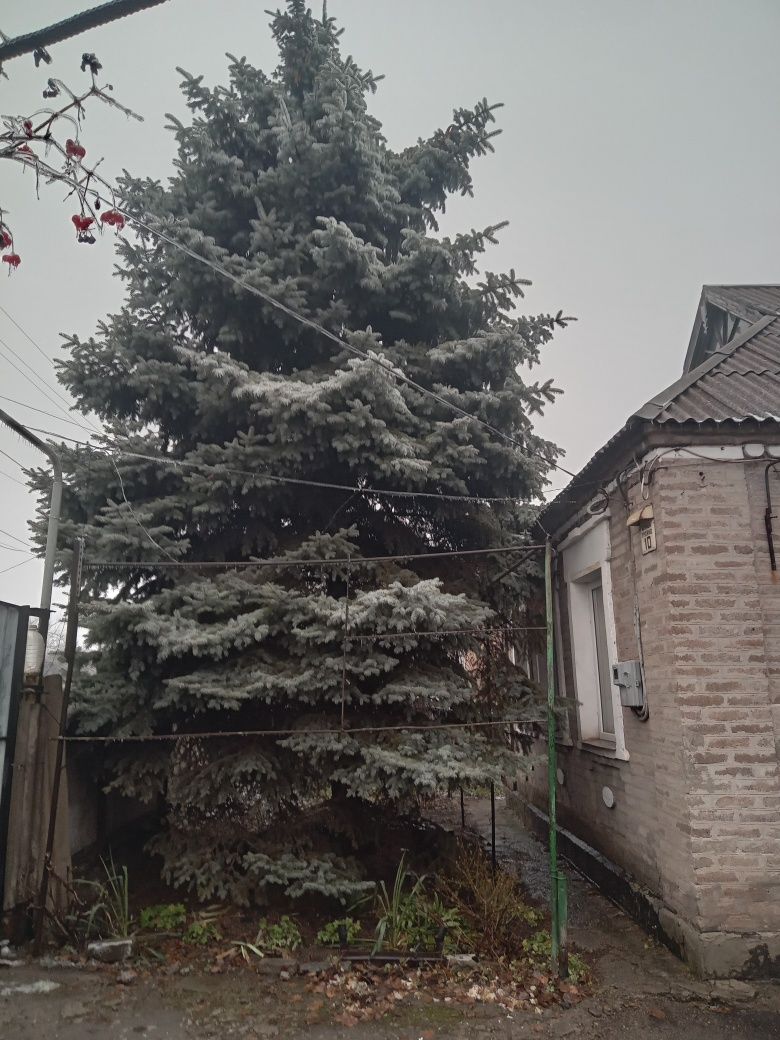 Продам ель голубую с шишками