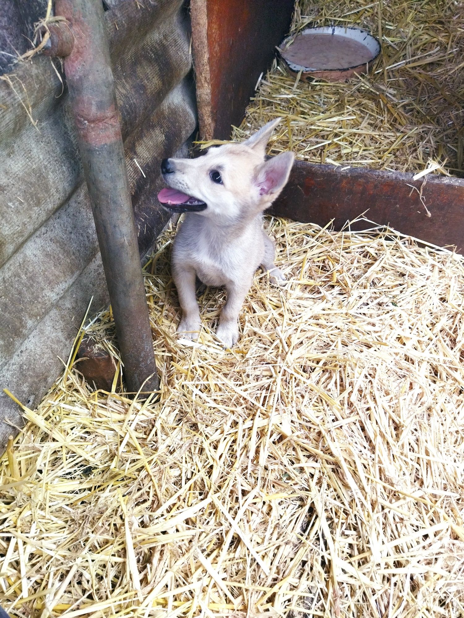 Продам щенят західно сибірська лайка