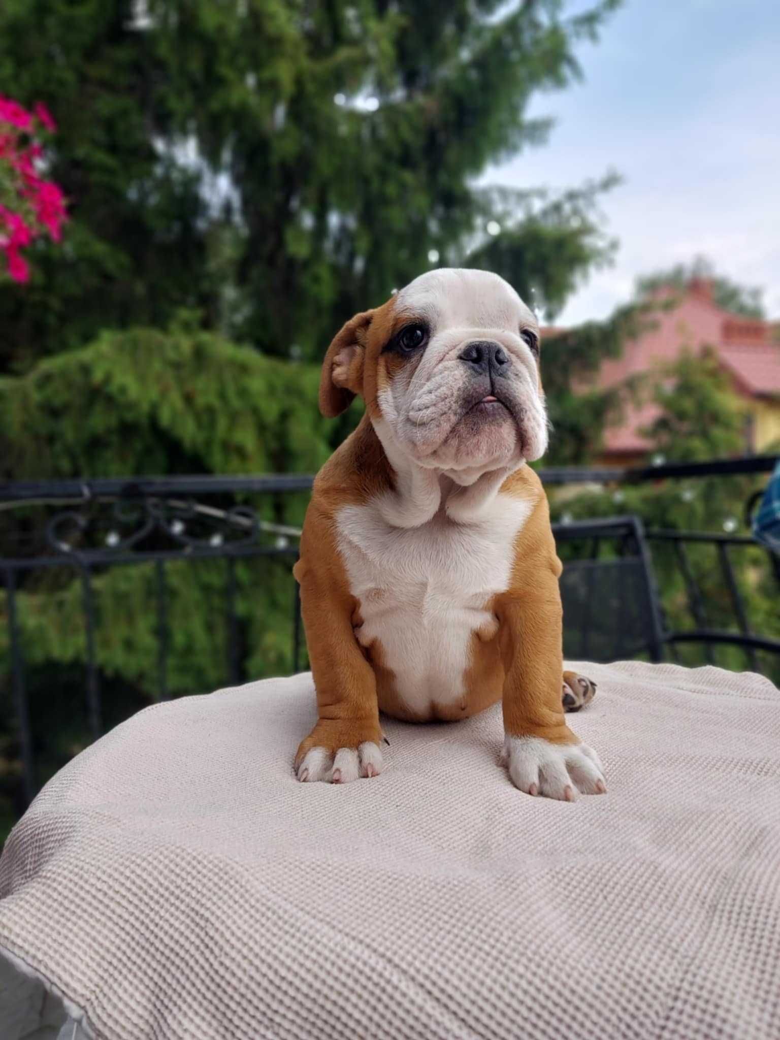 Suczka buldog angielski