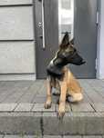 Owczarek Belgijski Malinois suczka 5 miesięcy