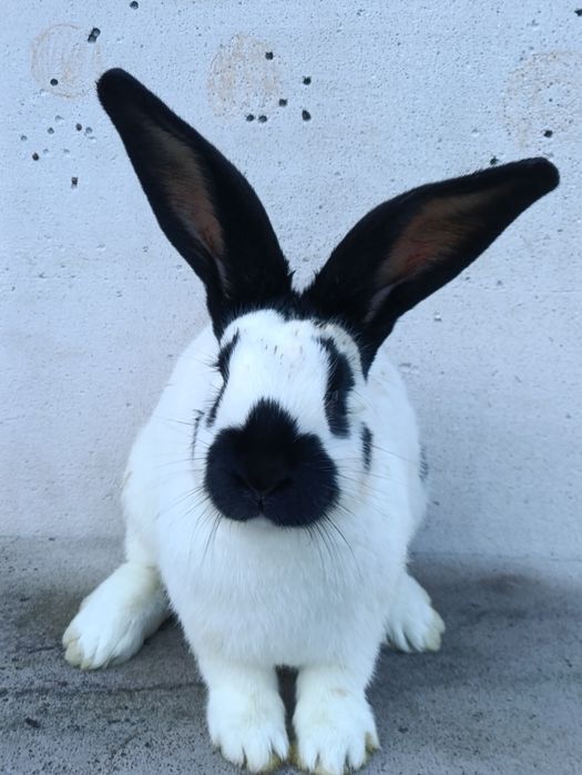 Продам кролі різного віку.