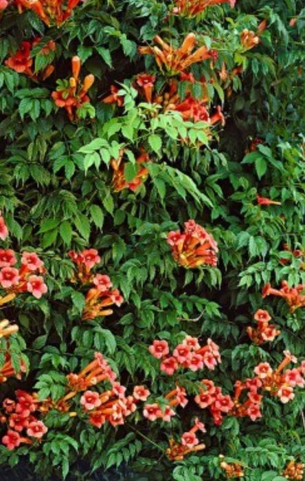 Кампсіс. Невибаглива рослина