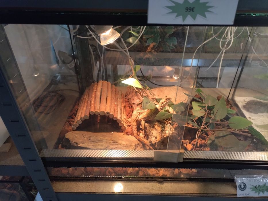 Terrario de 60 cm horizontal novo