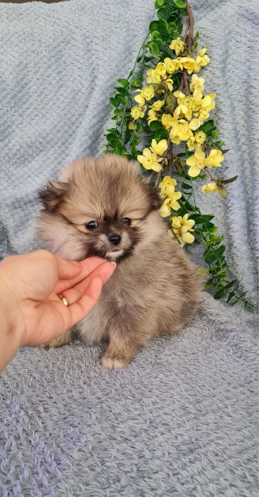 Estupenda mini Lulu da Pomerânia / Spitz Alemão Anão de Qualidade