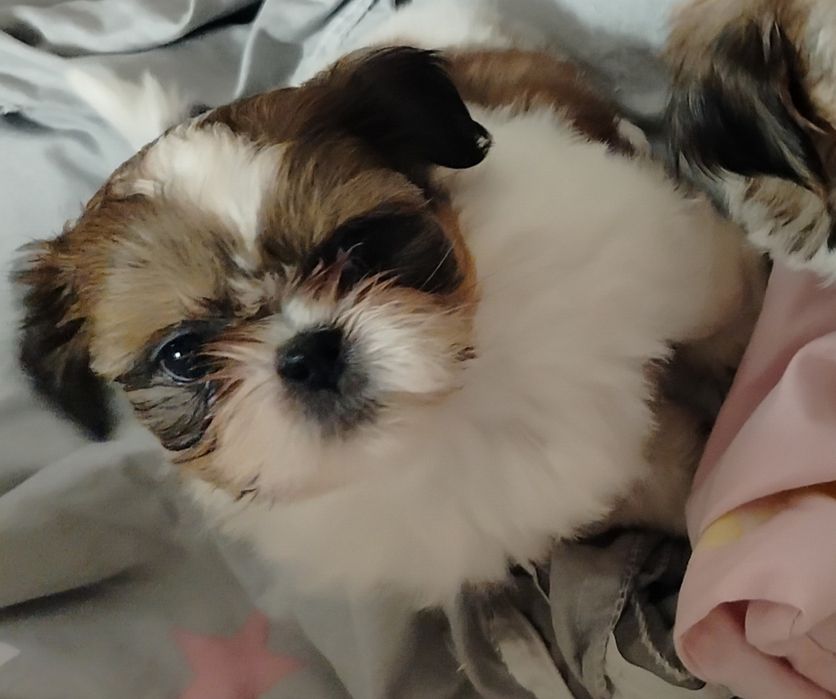 Sprzedam suczkę rasy shih tzu