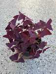 Szczawik Trójkątny, Oxalis - purpurowy