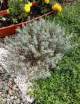 Lawenda Hidcote Blue, duża sadzonka 4-letnia