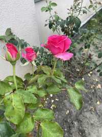 Троянда «ТОПАЗ»