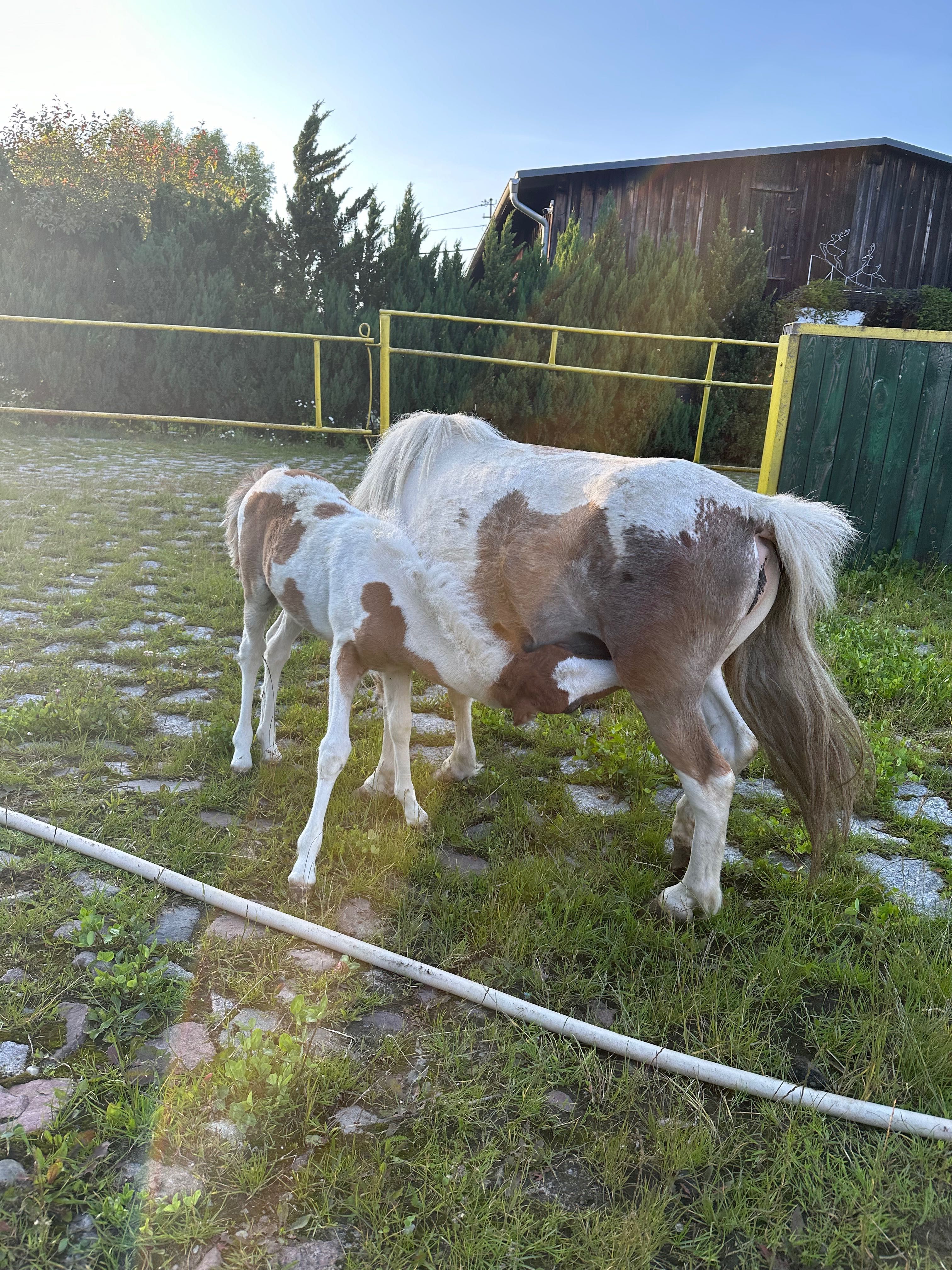 Kuce Klacze ze źrebakami i inne .