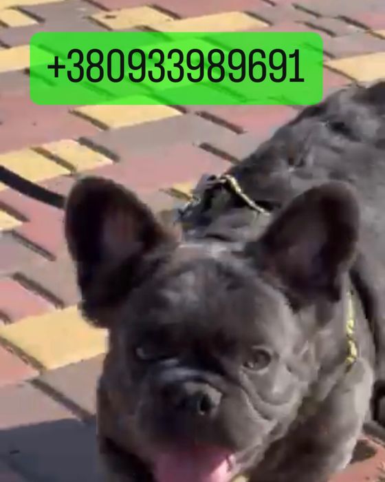 4 мес пушистый французик голубой Флаффи