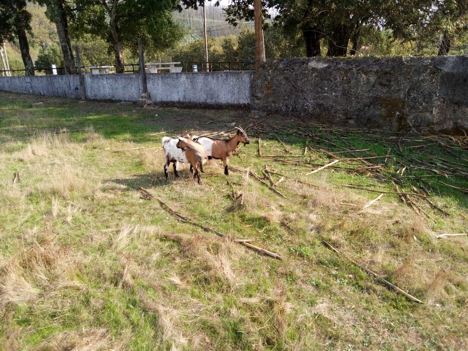 Vendo cabras anas