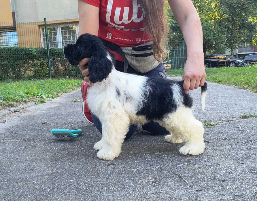Amerykański cocker spaniel