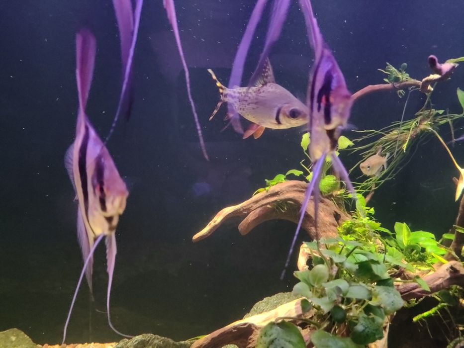 Semaprochilodus insignis, Leszczanka Flagtail 18cm
Gallery