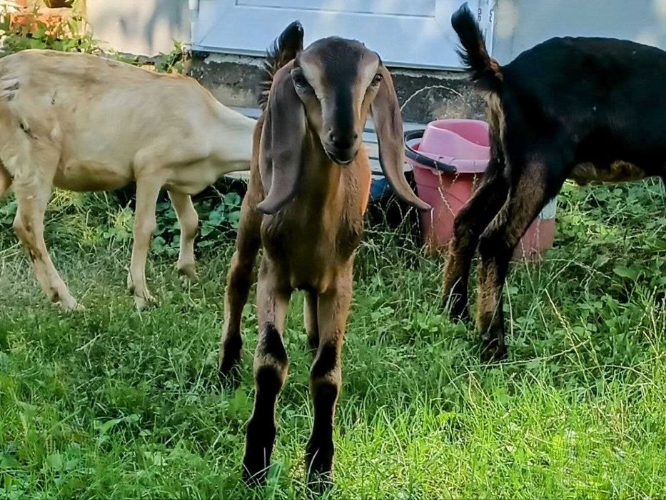 Козы, козлята англо-нубийские, большой выбор.