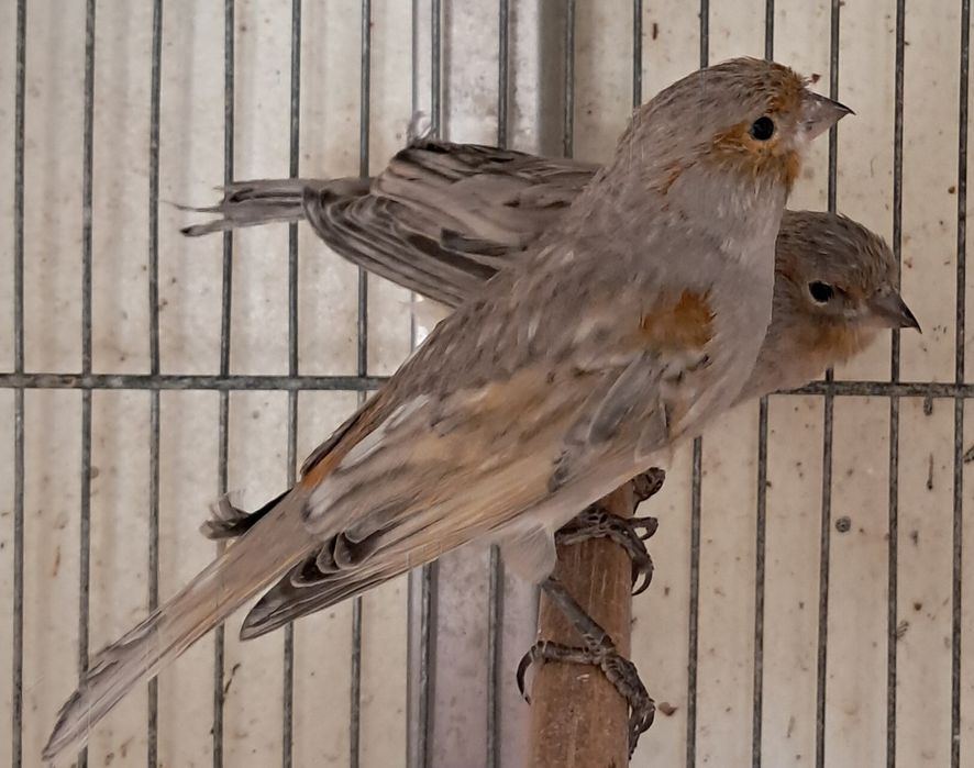 Canários asas cinza