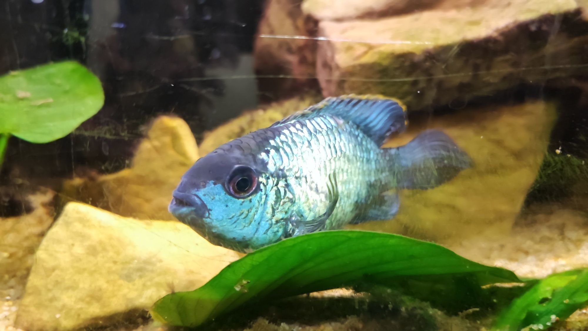 Para Akar Blue electric - dające potomstwo. Akara Blueelectric