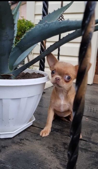 Солоденька цукерочка