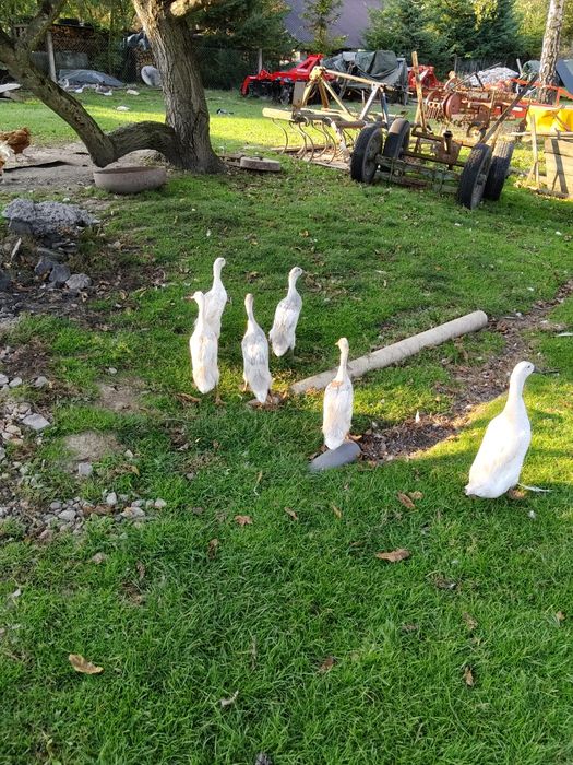 Kaczki bieguski biegus indyjski 5 sztuk