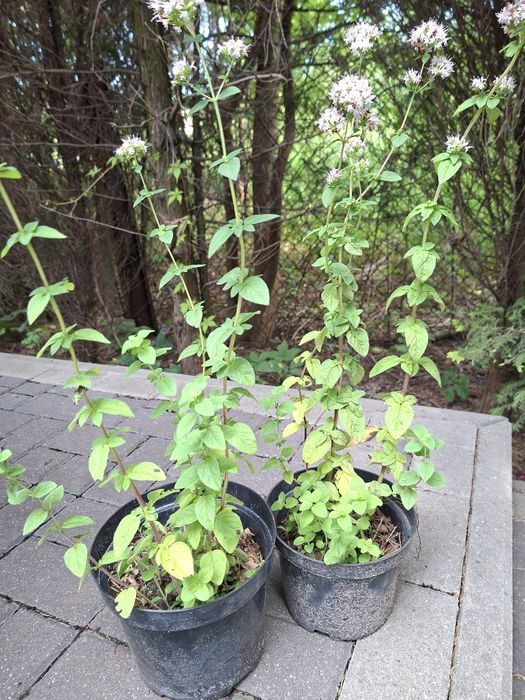 Oregano w doniczkach z własnego ogrodu