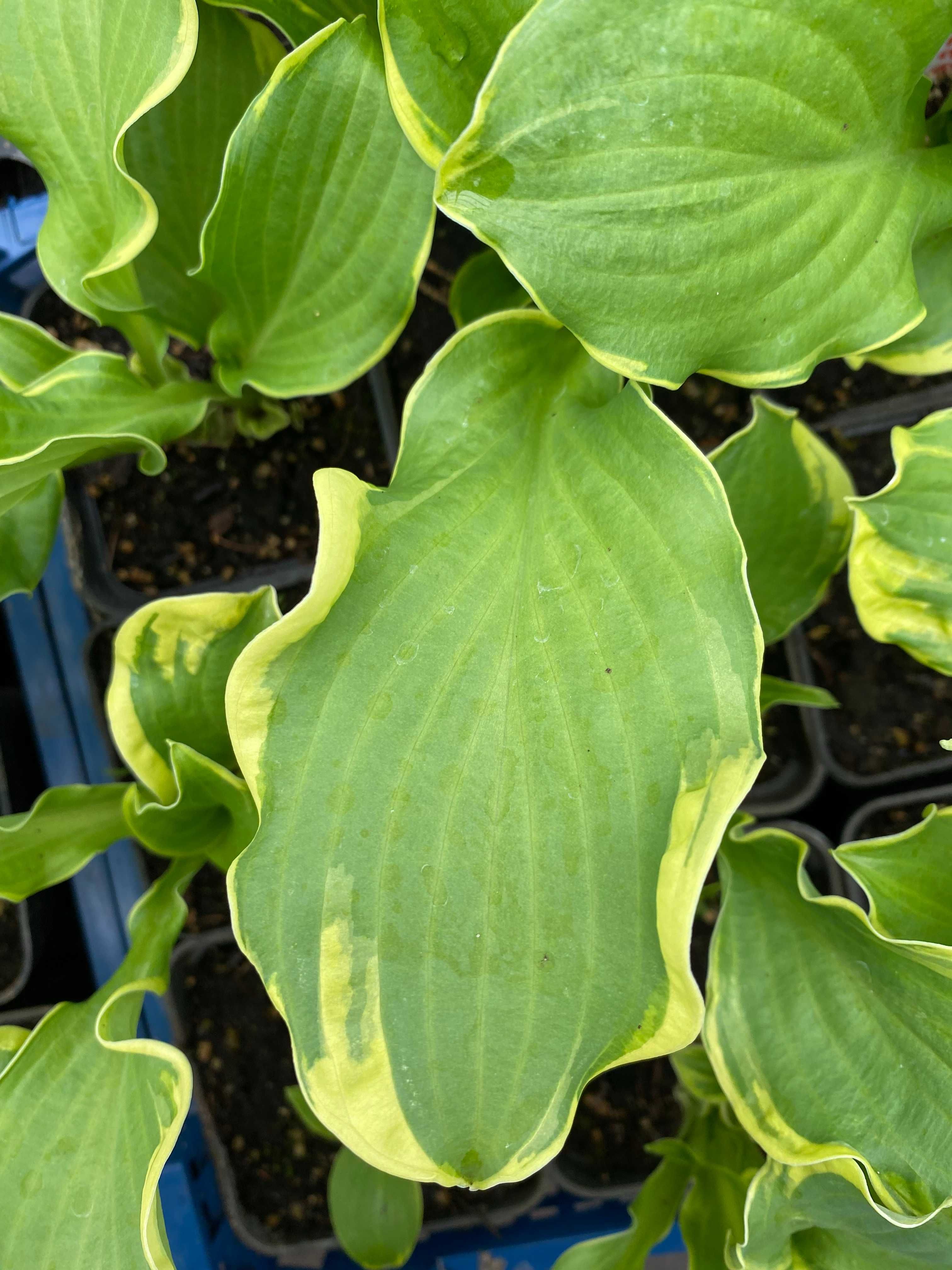 Hosta  'Wheee!' Kolekcjonerska funkia