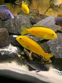 Pyszczaki Malawi Labidochromis caeruleus (yellow) Wysyłka