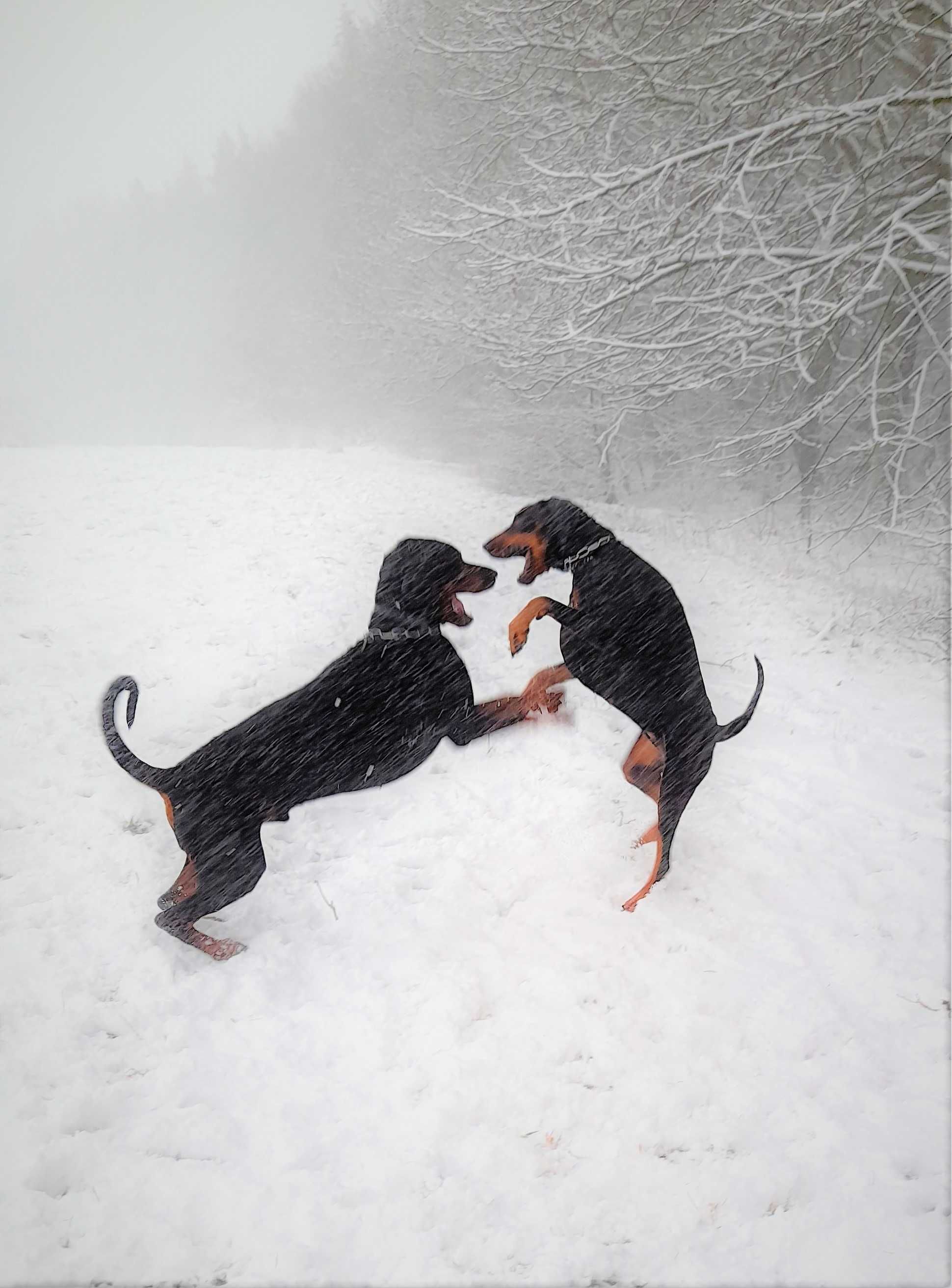 Doberman. Osowa przy Auchan Spacerowa zaginął Doberman