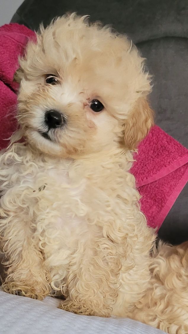 Maltipoo malutki chlopczyk Warszawa maltańczyk pudel