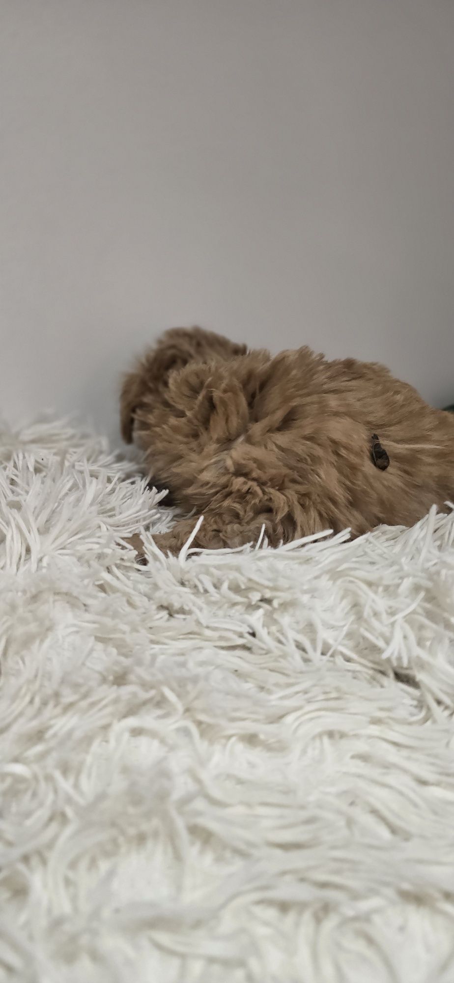 Maltipoo piesek red red-brown xxs