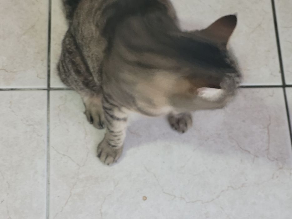 Dou gata fotos em privado