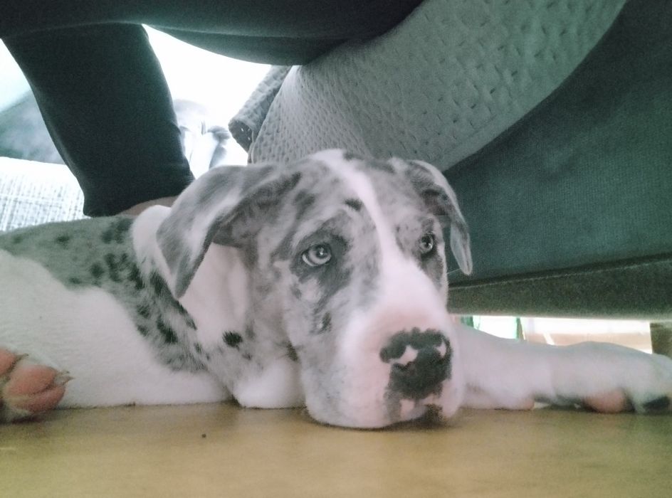 Dog niemiecki piesek merle