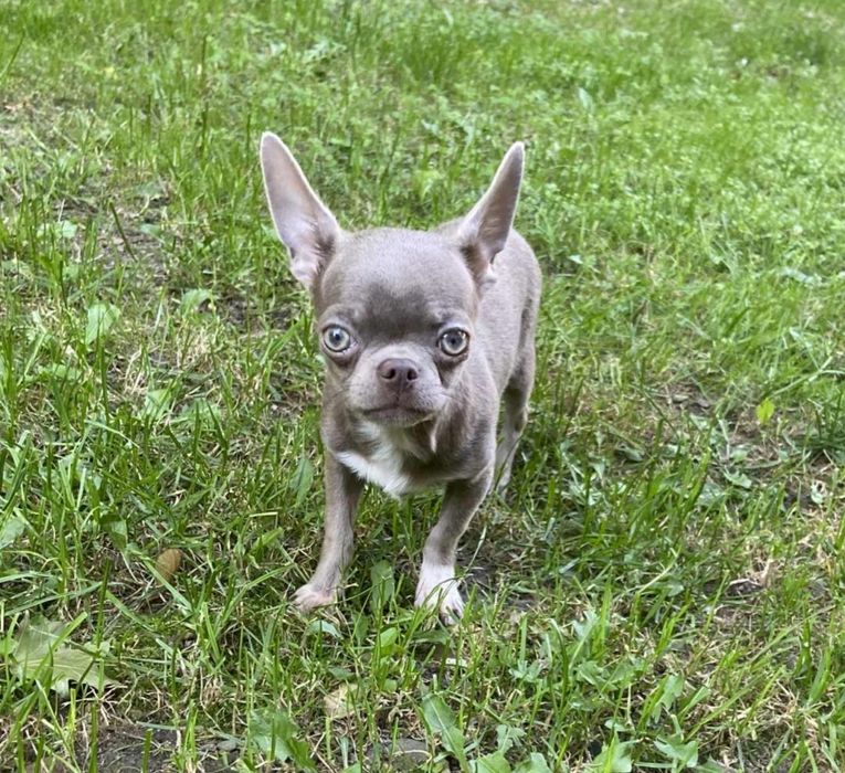 **TIMON**CUDNY liliowo srebrny chłopczyk chihuahua dla konesera rasy**