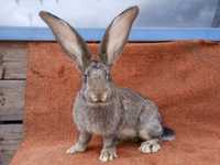 Продам кролі кролів кроликів