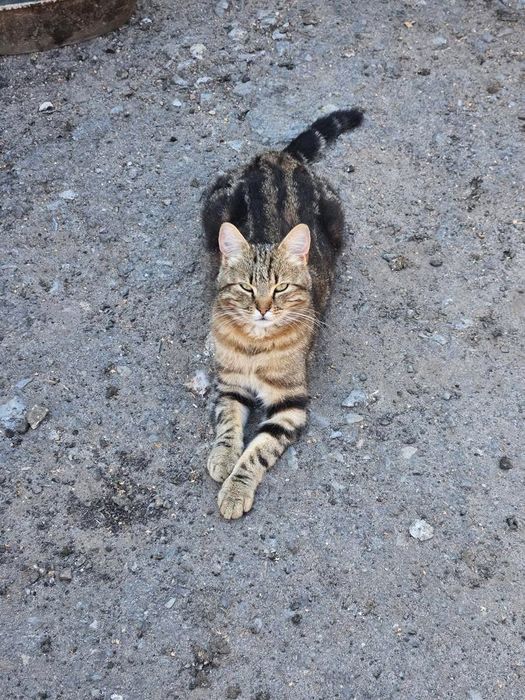 Котик в добрі руки