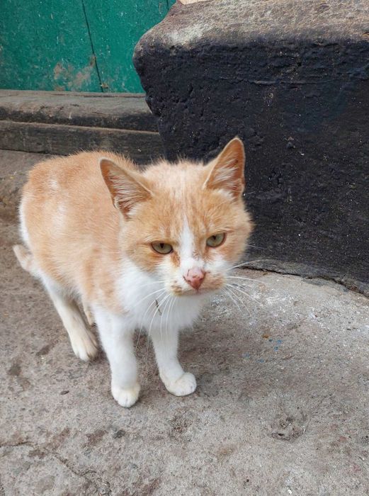 Котенята з мамою шукають домівки