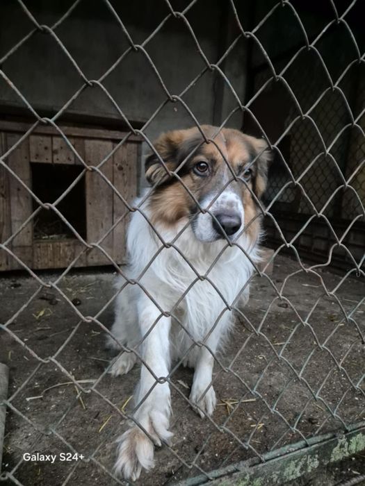 Zwrot po 6 latach od adopcji, szukamy domu!!