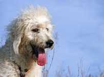 Do oddania sunia Labrodoodle pudel z labradorem