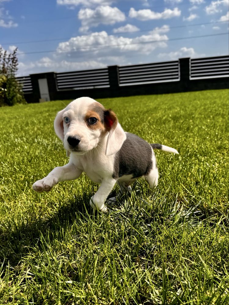 Beagle szczeniak chlopiec