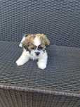 Shih-tzu szczeniak aktualne