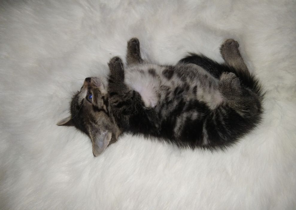 Пухнастий комочок щастя.