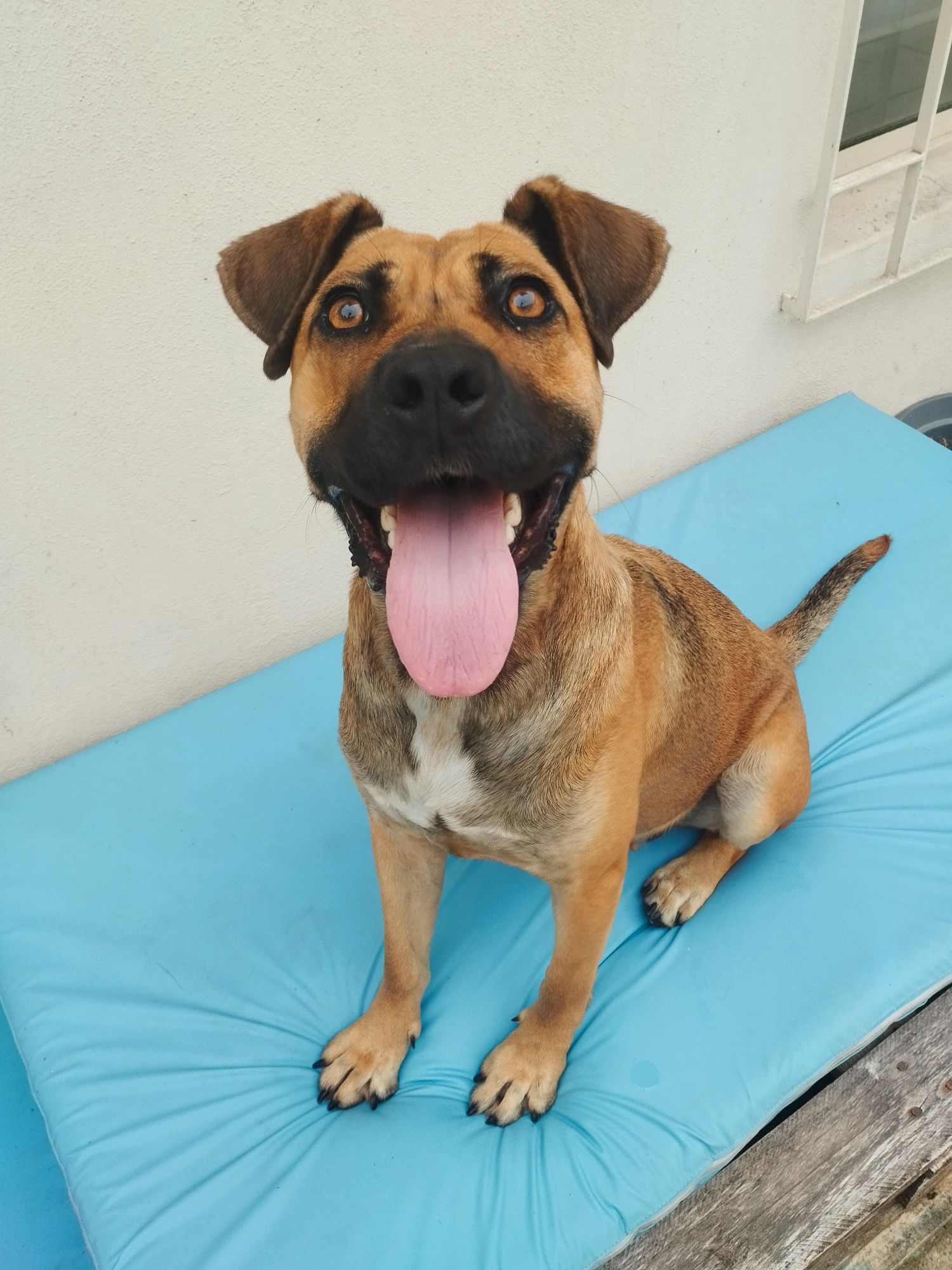 Cadela x de Pitt bull para adoção responsável