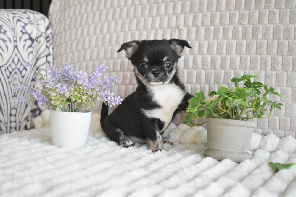 Chihuahua Russo macho miniatura black tan tricolor