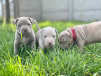 Amerykanski Pitbull - suczka