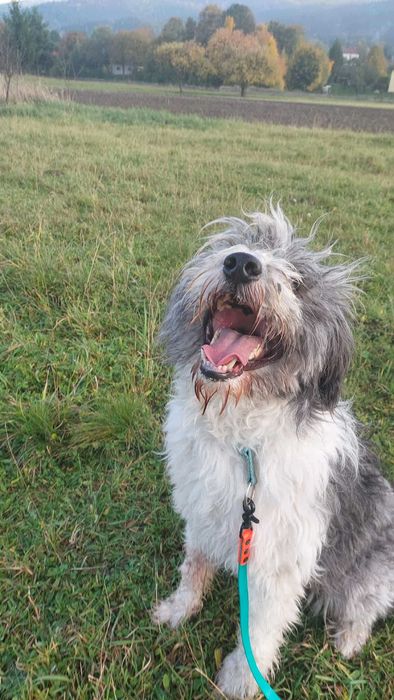 Mądry i wierny Ozi szuka swojego miejsca na świecie