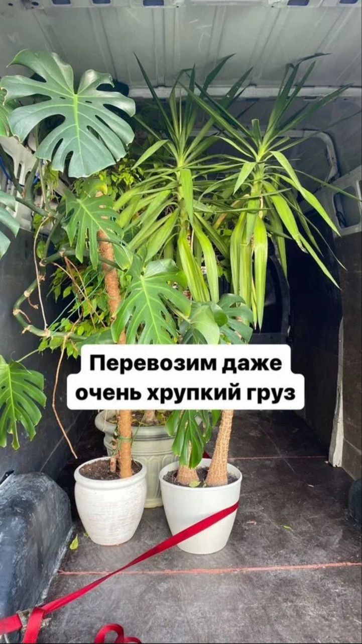 Грузоперевозки недорого. Грузчики.  Переезд.  Доставка.
