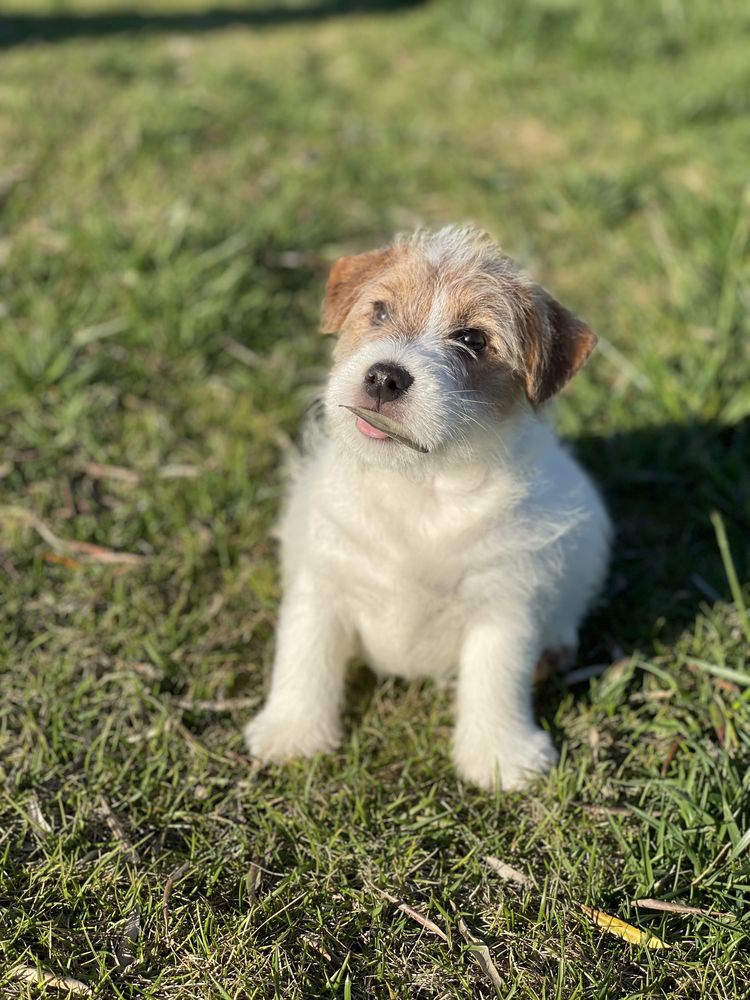 Jack Russell pelo Cerdoso c/LOP e Afixo - Descendente Campeos