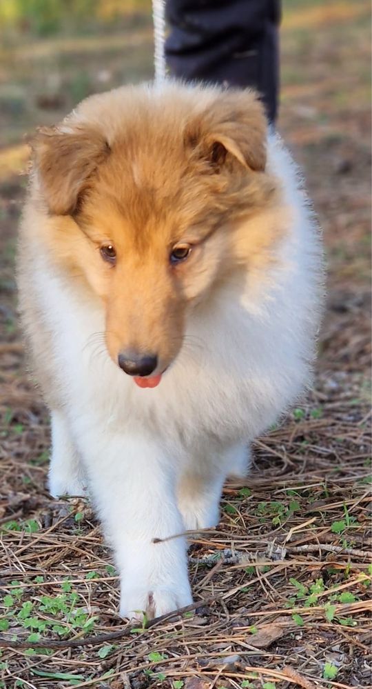 Rough collie macho fulvo testado ADN excelente qualidade