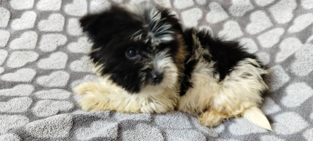 Yorkshire terrier biewer